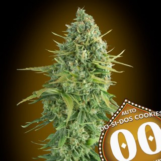 Auto Do-Si-Dos Cookies 100 u. fem. 00 Seeds