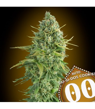 Auto Do-Si-Dos Cookies 100 u. fem. 00 Seeds