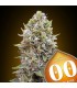 Auto Cheese Berry   5 u. fem. 00 Seeds