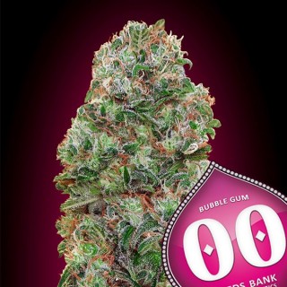 Bubble Gum   5 u. fem. 00 Seeds
