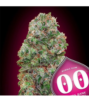 Bubble Gum   5 u. fem. 00 Seeds