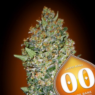 Cheese Berry   5 u. fem. 00 Seeds