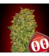 Chocolate Kush   5 u. fem. 00 Seeds