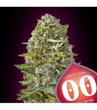 Caramel Kush   5 u. fem. 00 Seeds