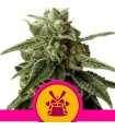 Shogun  5 u. fem. Royal Queen