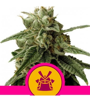 Shogun 10 u. fem. Royal Queen