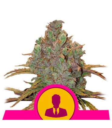 El Patron 10 u. fem. Royal Queen