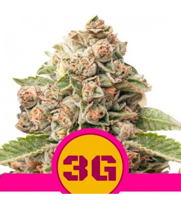 Triple G- fem. Royal Queen