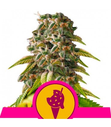 Cookies Gelato 10 u. fem. Royal Queen