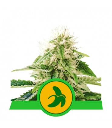 Auto Fat Banana  3 u. fem. Royal Queen