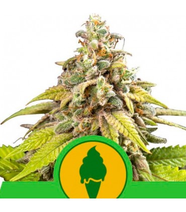 Auto Green Gelato  3 u. fem. Royal Queen