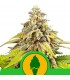Auto Green Gelato  5 u. fem. Royal Queen