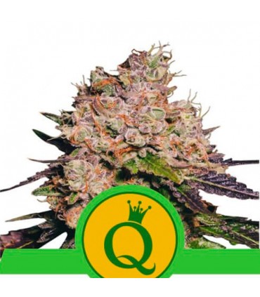 Auto Purple Queen  3 u. fem. Royal Queen