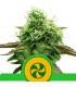 Auto Sweet ZZ  5 u. fem. Royal Queen