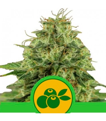 Auto Haze Berry 10 u. fem. Royal Queen