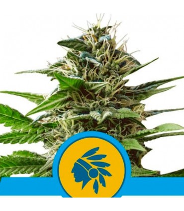 Tatanka Pure CBD fem. Royal Queen
