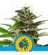 Tatanka Pure CBD  5 u. fem. Royal Queen