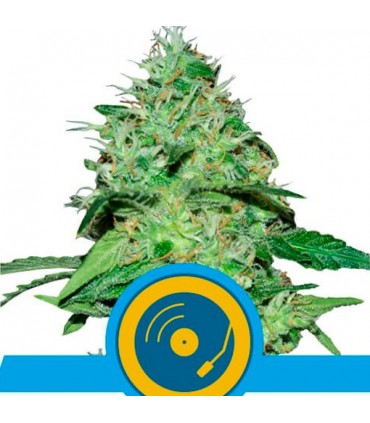 Joanne's CBD  5 u. fem. Royal Queen