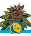 Auto Purplematic CBD  3 u. fem. Royal Queen
