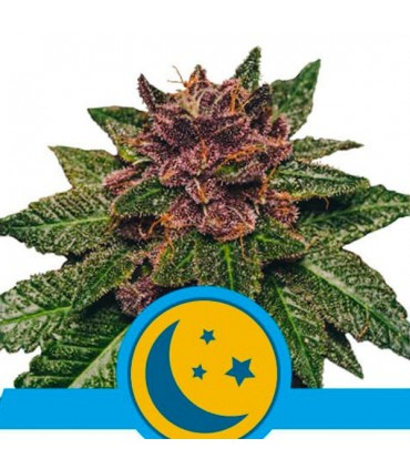 Auto Purplematic CBD 10 u. fem. Royal Queen