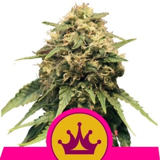 Special Queen N 1 - 10 u. fem. Royal Queen