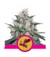 Honey Cream - Fast  3 u. fem. Royal Queen