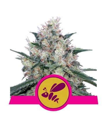 Honey Cream - Fast  3 u. fem. Royal Queen