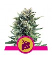 Blue Cheese fem. Royal Queen