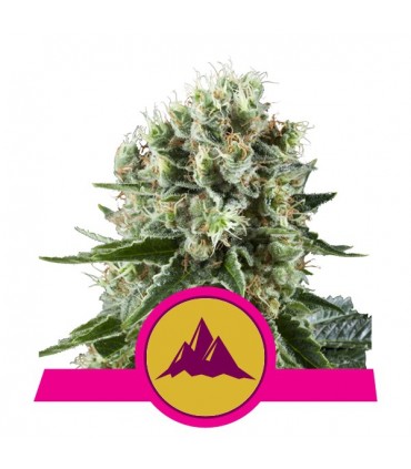 Critical Kush fem. Royal Queen