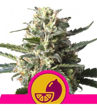 Lemon Shining Silver Haze  5 u. fem. Royal Queen