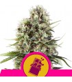 Chocolate Haze  5 u. fem. Royal Queen