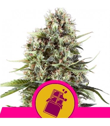 Chocolate Haze 10 u. fem. Royal Queen