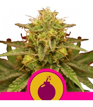 Royal Domina 10 u. fem. Royal Queen