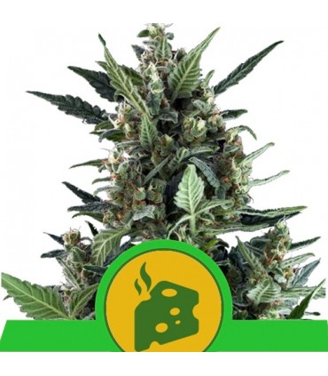 Auto Blue Cheese fem. Royal Queen