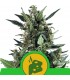 Auto Blue Cheese  5 u. fem. Royal Queen