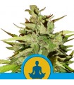 Auto Stress Killer CBD  5 u. fem. Royal Queen