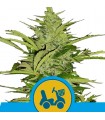 Auto Fast Eddy CBD fem. Royal Queen