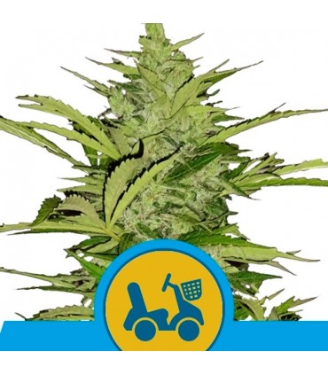 Auto Fast Eddy CBD  5 u. fem. Royal Queen