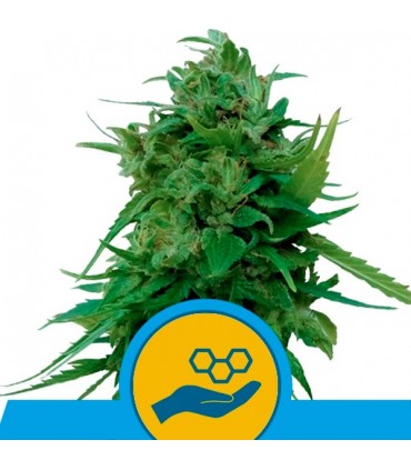 Auto Solomatic CBD  3 u. fem. Royal Queen