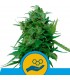 Auto Solomatic CBD  5 u. fem. Royal Queen