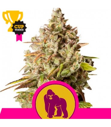 Royal Gorilla  3 u. fem. Royal Queen