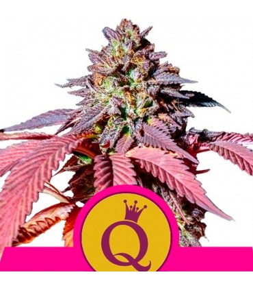 Purple Queen  5 u. fem. Royal Queen