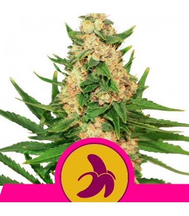 Fat Banana  3 u. fem. Royal Queen