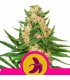 Fat Banana 10 u. fem. Royal Queen