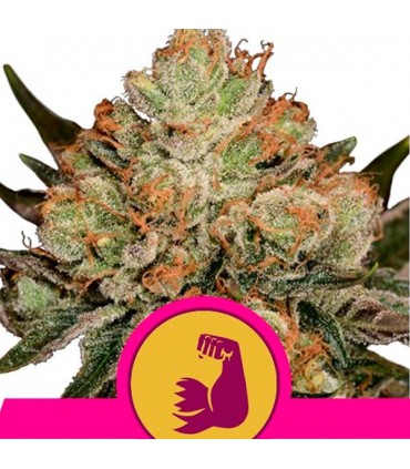 HulkBerry  5 u. fem. Royal Queen