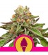 Green Gelato  3 u. fem. Royal Queen