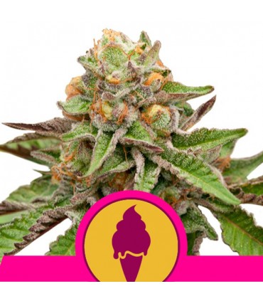 Green Gelato  3 u. fem. Royal Queen