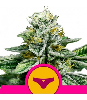 Sherbet Queen  10 u. fem. Royal Queen