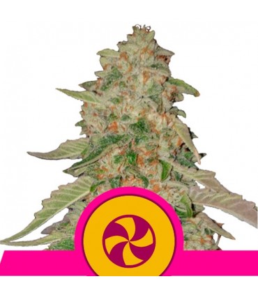 Sweet Zkittlez  5 u. fem. Royal Queen