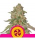 Sweet Zkittlez 10 u. fem. Royal Queen